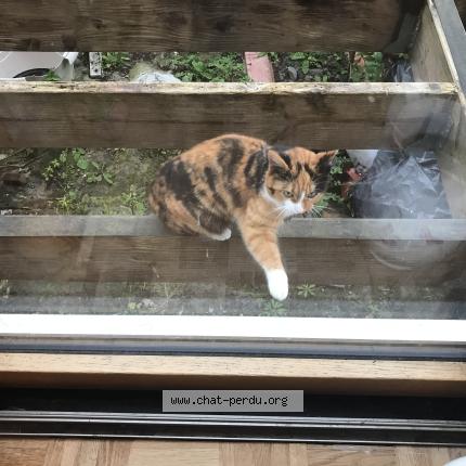 Photo 1/1 Chat trouvé Trouvé à Brest