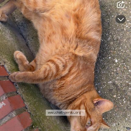 Photo 1/1 B&eacute;b&eacute; Chat perdu à Carmaux