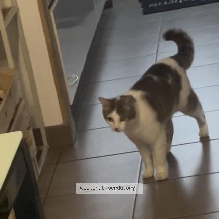 Photo 1/1 Chat trouvé Trouvé à Borderes sur l echez