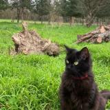 Photo de chat perdu à Boe