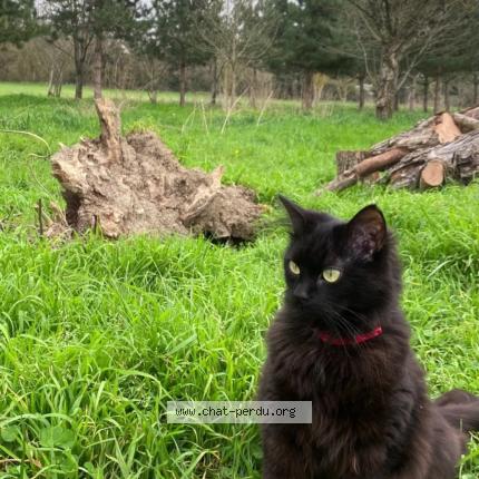 Photo 1/1 Chanel Chat perdu à Boe