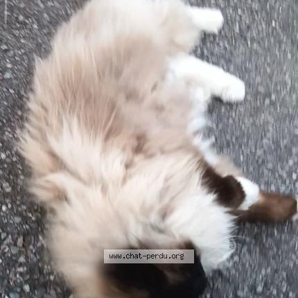 Photo 1/1 Chat trouvé Trouvé à Meylan