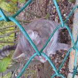 Photo de chat trouvé à Erpent