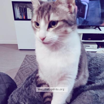 Photo 1/1 Happy Chat perdu à Rouen