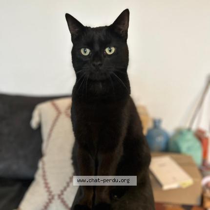 Photo 1/1 Minko Chat perdu à Montpellier