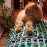 Photo de chat perdu à Coutisse