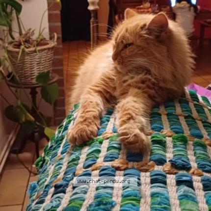 Photo 1/1 Cookie Chat perdu à Coutisse