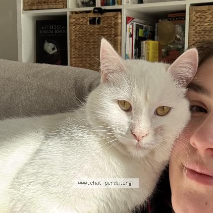 Photo 1/1 Arlo Chat perdu à Liffre