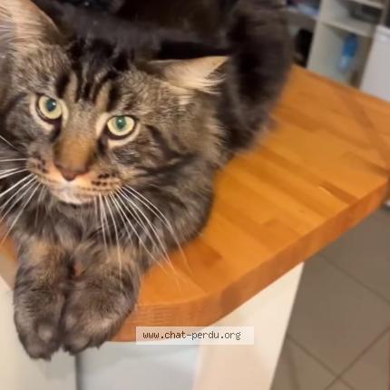 Photo 1/1 Kyubi Chat perdu à Le kremlin bicetre