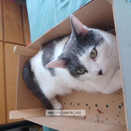 Photo 1/1 hugo fontaine Chat perdu à Valenciennes