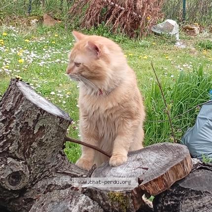 Photo 1/1 Chat trouvé Trouvé à Romilly sur seine