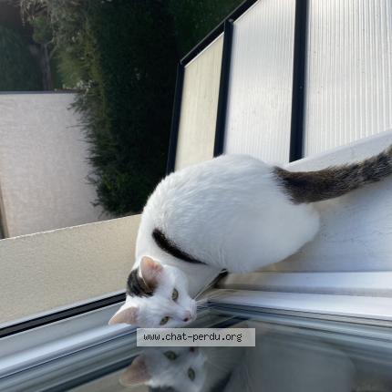 Photo 1/1 Berlioz Chat perdu à Franconville la garenne