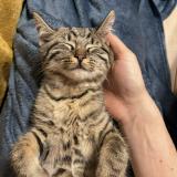 Photo de chat perdu à Villers Le Bouillet