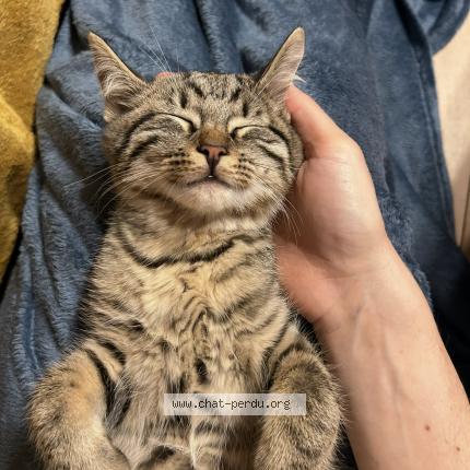 Photo 1/1 Billy Chat perdu à Villers le bouillet