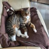 Photo de chat perdu à La Neuville Chant D Oisel