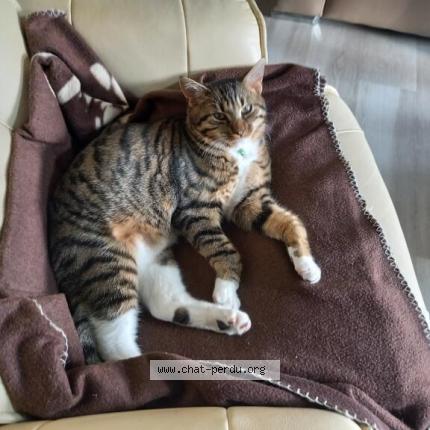 Photo 1/1 Moussa Chat perdu à La neuville chant d oisel