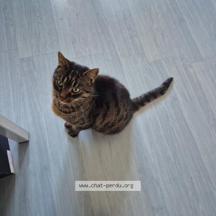 Photo 1/1 Geiko Chat perdu à Saint macaire en mauges
