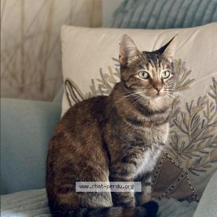 Photo 1/1 Violette Chat perdu à Rosny sous bois