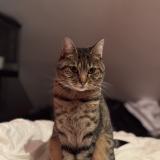 Photo de chat perdu à Le Genest Saint Isle