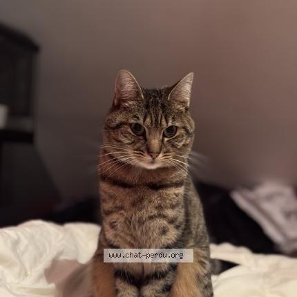 Photo 1/1 Yuko Chat perdu à Le genest saint isle