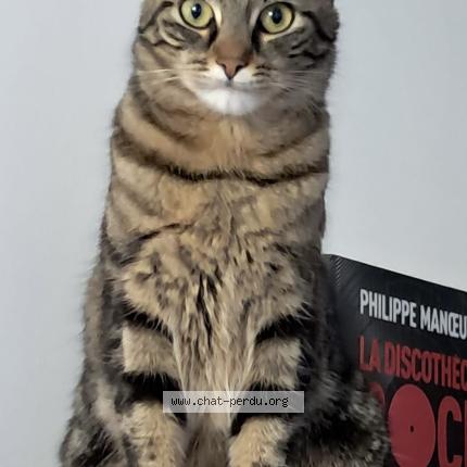 Photo 1/1 Yuma Chat perdu à Issy les moulineaux