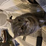 Photo de chat perdu à Amiens