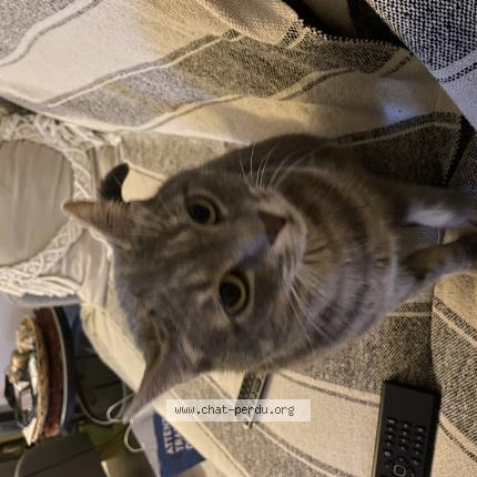 Photo 1/1 Athena Chat perdu à Amiens