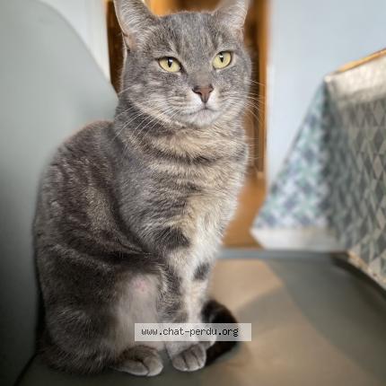 Photo 1/1 Athena Chat perdu à Amiens