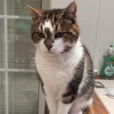 Photo de chat perdu à Tours