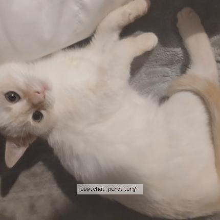 Photo 1/1 Medina Chat perdu à Le havre