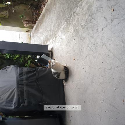 Photo 1/1 Chat trouvé Trouvé à Balma