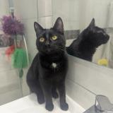 Photo de chat trouvé à Lyon