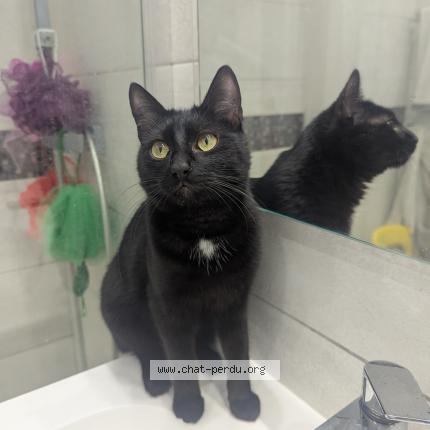 Photo 1/1 Chat trouvé Trouvé à Lyon