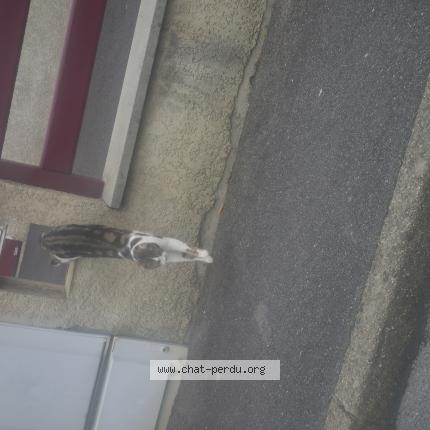 Photo 1/1 Rusek Renaud Chat perdu à Crepy en valois