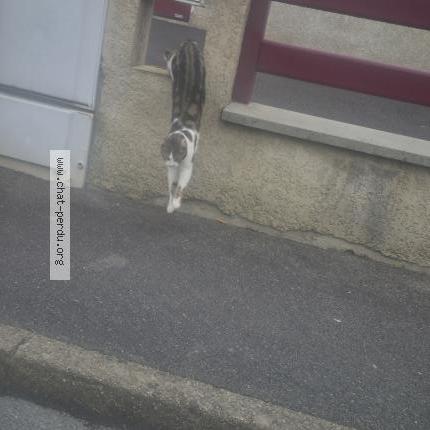 Photo 1/1 Rusek Renaud Chat perdu à Crepy En Valois