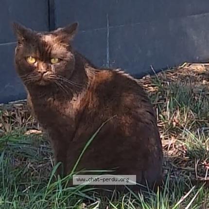 Photo 1/1 Ozaly Chat perdu à Pont saint martin