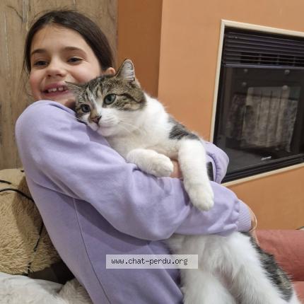 Photo 1/1 Gribouille Chat perdu à Meurchin