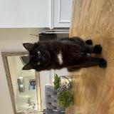 Photo de chat perdu à Laval