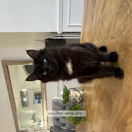 Photo 1/1 Cherry Chat perdu à Laval