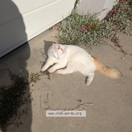 Photo 1/1 Sunny Chat perdu à Gieres