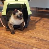 Photo de chat perdu à Grasse