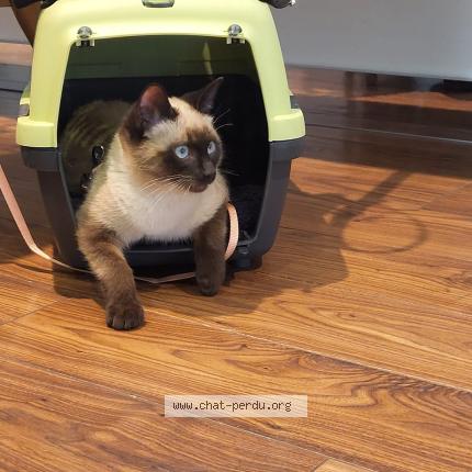 Photo 1/1 Chaussette Chat perdu à Grasse