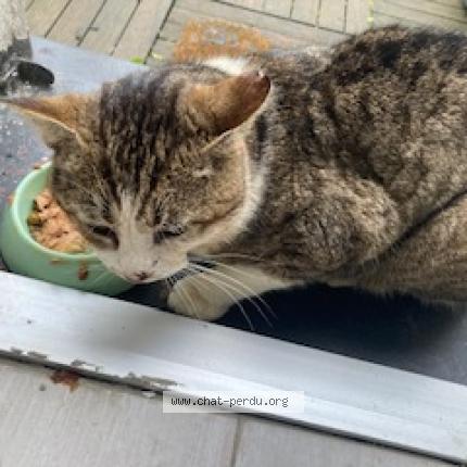 Photo 1/1 Chat trouvé Trouvé à Beaumont sur oise