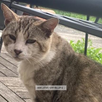 Photo 1/5 Chat trouvé Trouvé à Beaumont Sur Oise