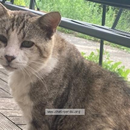Photo 2/5 Chat trouvé Trouvé à Beaumont Sur Oise