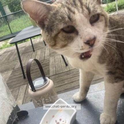 Photo 3/5 Chat trouvé Trouvé à Beaumont Sur Oise