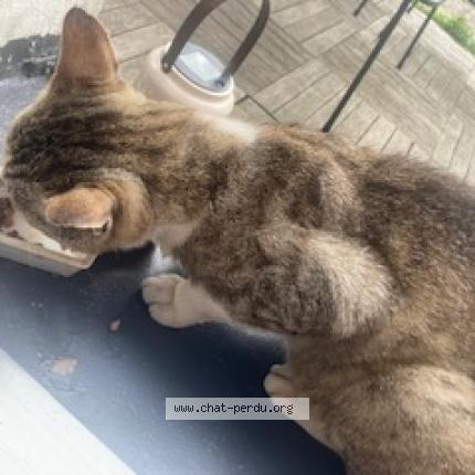 Photo 4/5 Chat trouvé Trouvé à Beaumont Sur Oise
