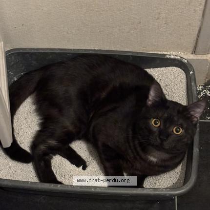 Photo 1/1 Gyu Chat perdu à Saint jean le blanc