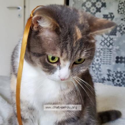 Photo 1/1 Tyma Chat perdu à Arradon