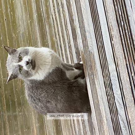 Photo 1/1 Chat trouvé Trouvé à Belfort